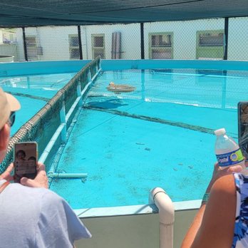 The Turtle Hospital - Veterinarians Near Me - Marathon, Florida