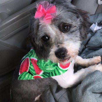 Petite Pets Daycare - They always come back happy and the employees treat them with care - Pet Boarding Near Me - Patchogue, New York