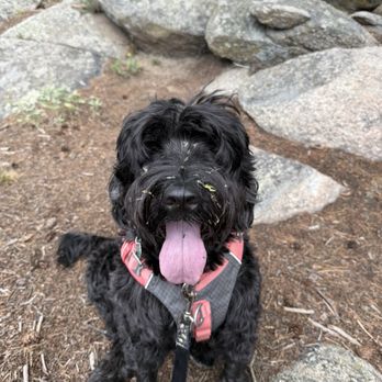 Majestic Dog Training - Pet Training Near Me - Boulder, Colorado