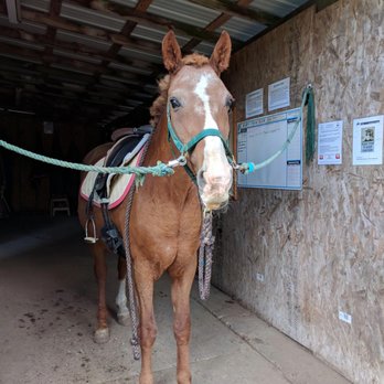 The Red Horse Farm - Several cross-tie stations in the tack barn make grooming a breeze during rainy weather. - Horseback Riding Near Me - Auburn, Washington