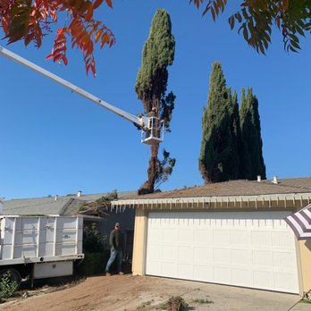 Bellizzi Tree Service - Safely removing several trees - Tree Services Near Me