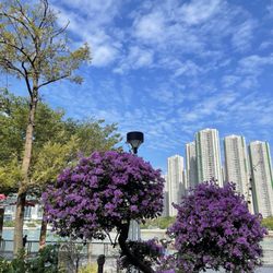 青衣城