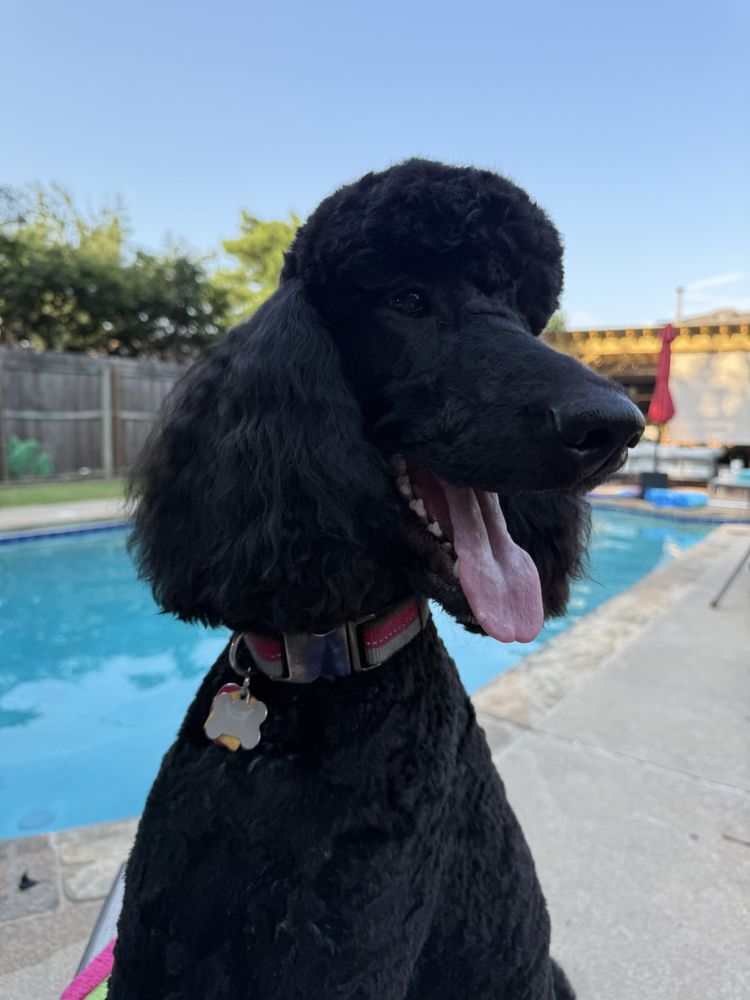 Tequila's Friends Pet Sitting - pet boarding facility in Lenexa, KS
