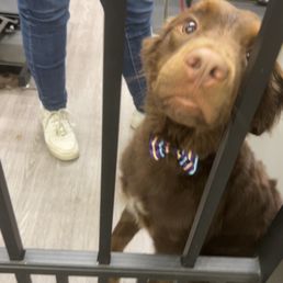 Rebekah did such a fantastic job with grooming this handsome boy! Such a great location.. super friendly staff and very knowledgeable! Rebekah did such a fantastic job with grooming this handsome boy! Such a great location.. super friendly staff and very knowledgeable!