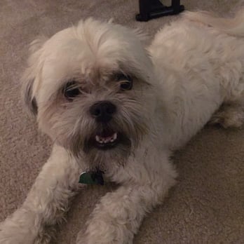 Capitol Pet Services - Jack the ShihTzu is a sweet boy in training. He is my first training client since graduation. - Dog Walkers Near Me - Seattle, Washington