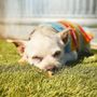 Photo of Sierra Oaks Veterinary Services