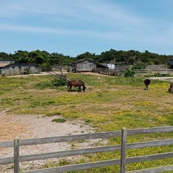 Ocracoke Ponies and Pen - Pony pen