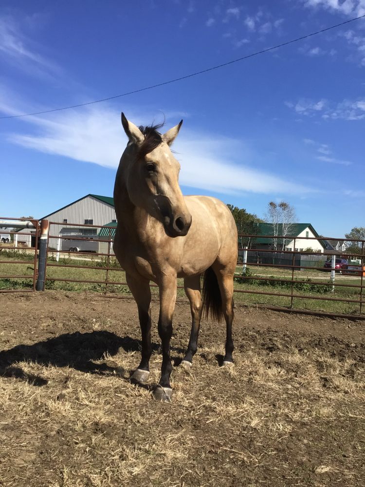 Janssen Stables - equestrian in De Soto, KS