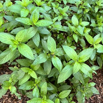 Abstract Table - Garden photos-mint - New American Near Me - Berkeley, California