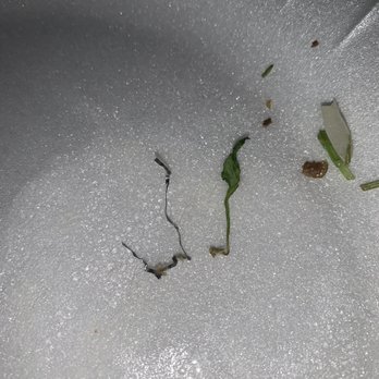 Taqueria Mexico - a plant sprouting from the ground - Breakfast & Brunch Near Me - Fontana, California Taqueria Mexico - a plant sprouting from the ground - Breakfast & Brunch Near Me - Fontana, California