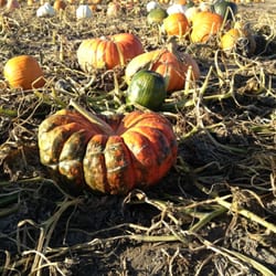 Schaake Pumpkin Patch - Where is Charlie Brown?