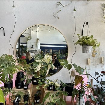 Greenhouse Coffee + Plants - a variety of plants on a table - Coffee & Tea Near Me - Corvallis, Oregon Greenhouse Coffee + Plants - a variety of plants on a table - Coffee & Tea Near Me - Corvallis, Oregon