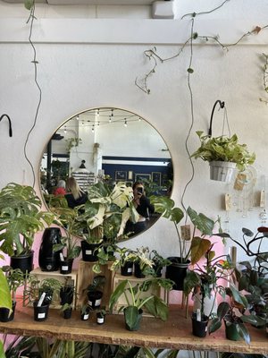 Greenhouse Coffee + Plants by null