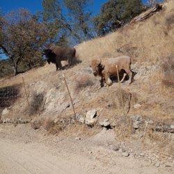 Native Hunt - White Buffalo means good luck coming! NATIVE HUNT Ranches!