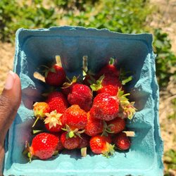 Lakeside Pick Your Own Strawberries - PYO bucket of Strawberries