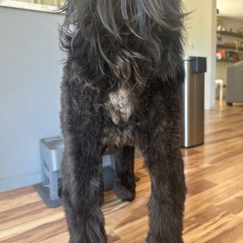 PetSmart - Poor grooming job (this was after I already tried to even some out). He also did not have any matting there prior. - Pet Stores Near Me - Portland, Oregon PetSmart - Poor grooming job (this was after I already tried to even some out). He also did not have any matting there prior. - Pet Stores Near Me - Portland, Oregon
