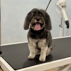 Beyond Fur - Lindy after her spa day at Beyond Fur