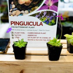 Las Selvas - butterworts (at cow palace reptile expo)