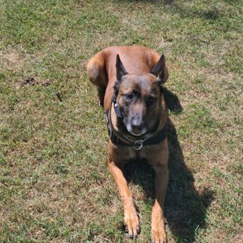 Jeremy's K-9 Training - Pet Training Near Me Jeremy's K-9 Training - Pet Training Near Me