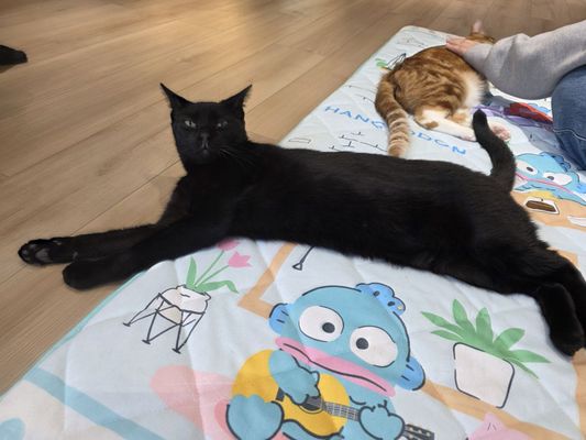 Kokoro Cat Café by null