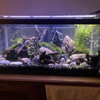 Tropical Treasures - My tank, in case anyone is curious. - Local Fish Stores Near Me - Phoenix, Arizona