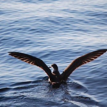 Dolphin Fleet - a bird that was near the whales - Boat Charters Near Me - Provincetown, Massachusetts