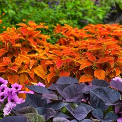 Boerner Botanical Gardens