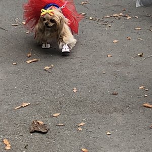 Codornices Park on Yelp