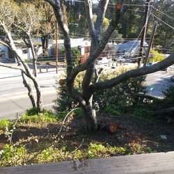 Soquel Tree Service - Before the tree was cut down.