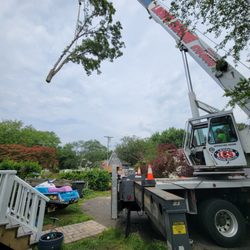 Tree Ya Later - We work with professional crane companies to get the job done safely and properly