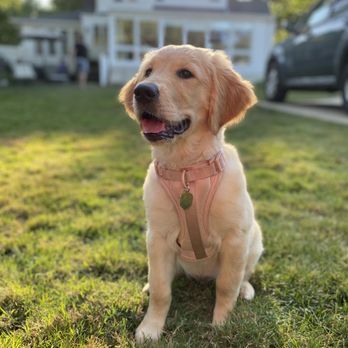 Canine State of Mind - 3 month old Dolly - Pet Training Near Me - Hanover, Illinois