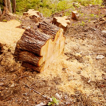 Bourdon's True Tree Service - Tree Services Near Me Bourdon's True Tree Service - Tree Services Near Me