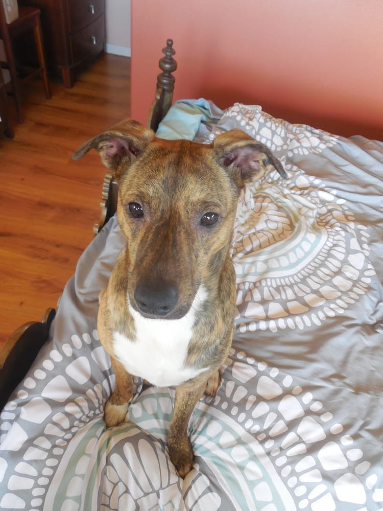 PAWSITIVE PET SITTING 27 Photos Pet Sitting Maltby, WA Phone