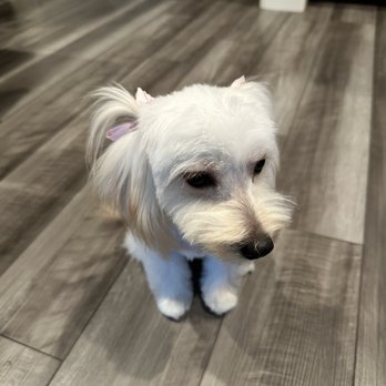 Optimus Pet Grooming - Pet Groomers Near Me - Fresno, California Optimus Pet Grooming - Pet Groomers Near Me - Fresno, California