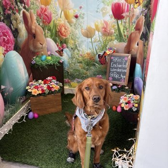 Puptqe - Pet Stores Near Me - Temecula, California