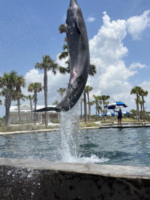 Gulfarium Marine Adventure Park by null