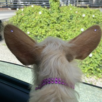 Clippers Grooming Salon - Pet Services Near Me - Edgewood, Washington
