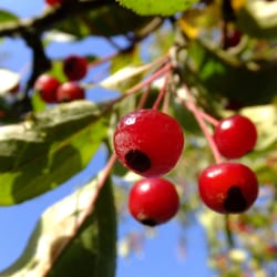 National Trust: Rowallane Garden - Rowallane