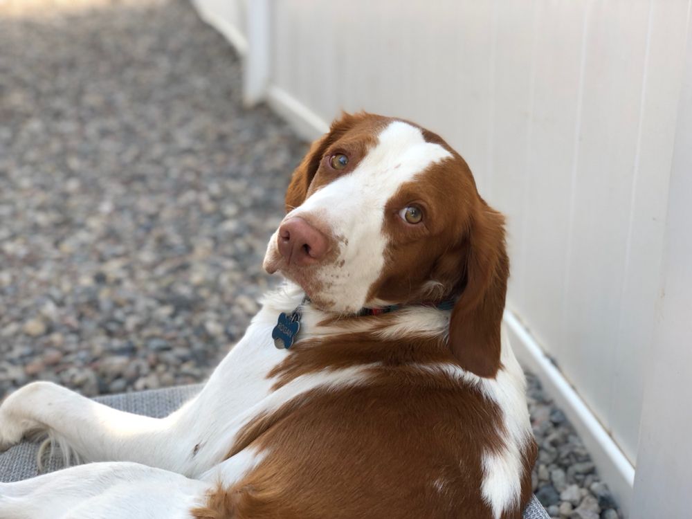 WANDERLUST DOGS EAGLE 87 Photos & 24 Reviews 45 Eagle Park E Dr