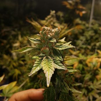 MedGuys Delivery Service - Cannabis Dispensaries Near Me MedGuys Delivery Service - Cannabis Dispensaries Near Me