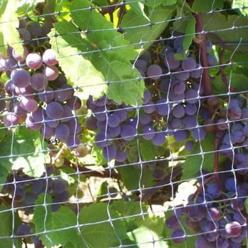 WindCrest Winery - Grapes on the vine - Wineries Near Me - Raymond, Nebraska