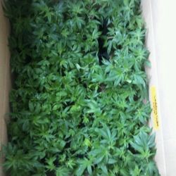 West Coast Clones