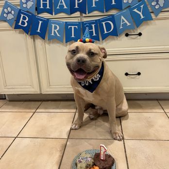 The Copper Cottage Canines - Creed's birthday pic - Pet Training Near Me The Copper Cottage Canines - Creed's birthday pic - Pet Training Near Me
