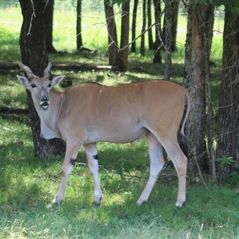 Alabama Safari Park - Zoos Near Me - Hope Hull, Alabama