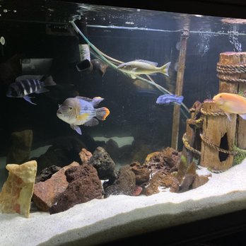 Fish Frenzy - Great looking cichlids from Fish Frenzy in my 120g tank. - Local Fish Stores Near Me - Temecula, California Fish Frenzy - Great looking cichlids from Fish Frenzy in my 120g tank. - Local Fish Stores Near Me - Temecula, California