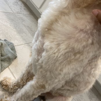 Spot Pet Salon & Wash - Uneven chest shaving on my puppy - Pet Groomers Near Me - Prosper, Texas Spot Pet Salon & Wash - Uneven chest shaving on my puppy - Pet Groomers Near Me - Prosper, Texas