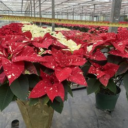 Hionis Greenhouses - Poinsettias for Christmas