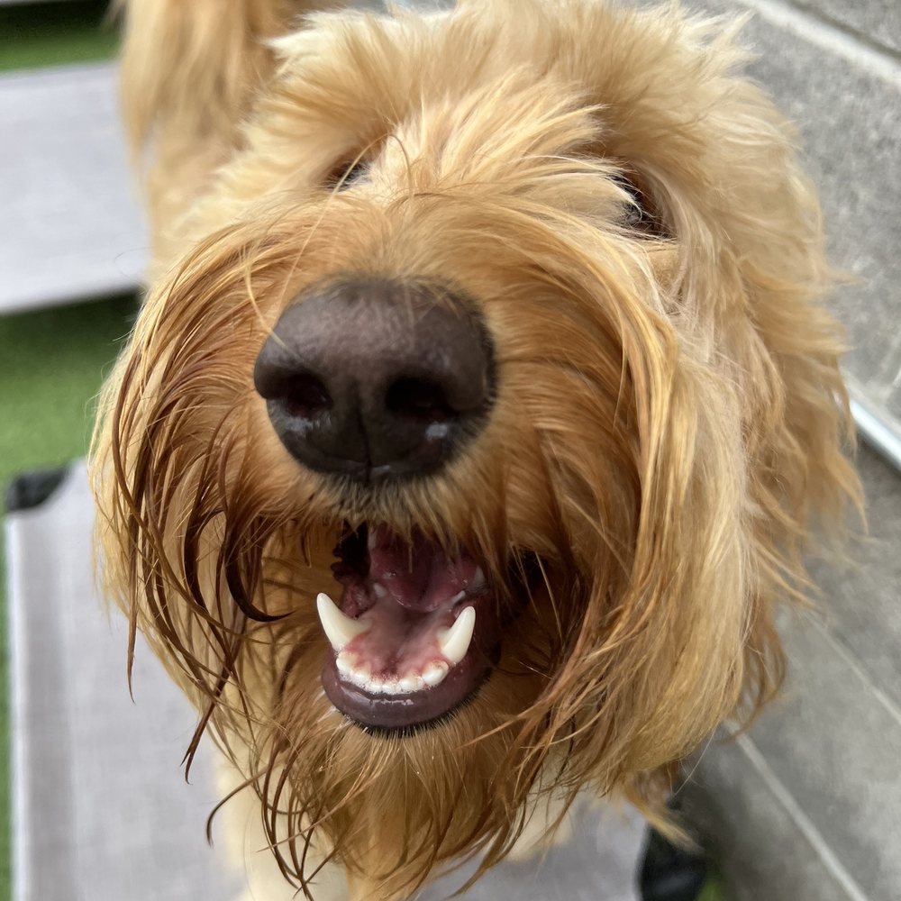 A Bark Idea - Such a happy pup - Pet Training Near Me - Redondo Beach, California A Bark Idea - Such a happy pup - Pet Training Near Me - Redondo Beach, California