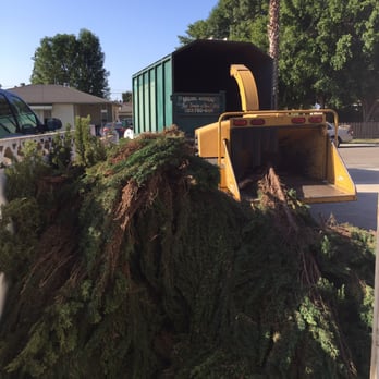 Michael's Tree Care - Tree grinder - Tree Services Near Me Michael's Tree Care - Tree grinder - Tree Services Near Me