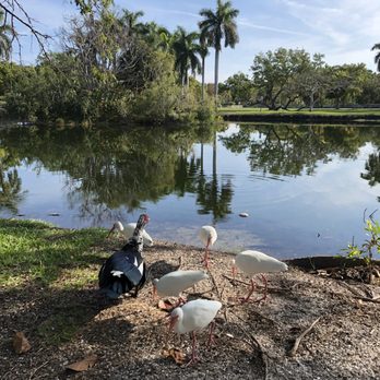 Crandon Park - Birds are friendly. - Parks Near Me - Key Biscayne, Florida